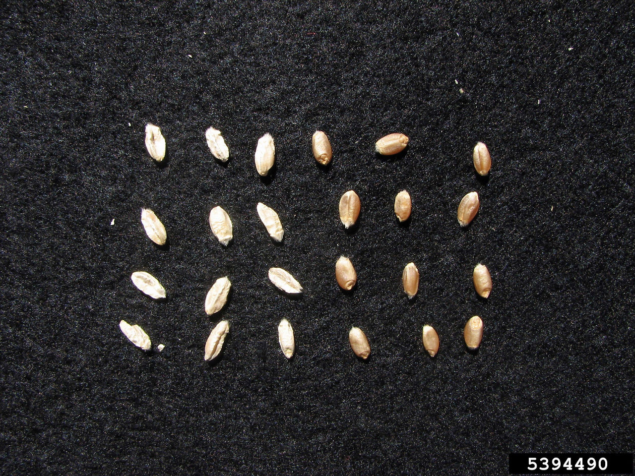 Figure 3. Wheat “tombstone” kernels on the left versus healthy seed on the right. Bob Johnston, Montana State University, Bugwood.org. 